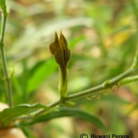 Rhinacanthus flavovirens Amaras. & Wijes.